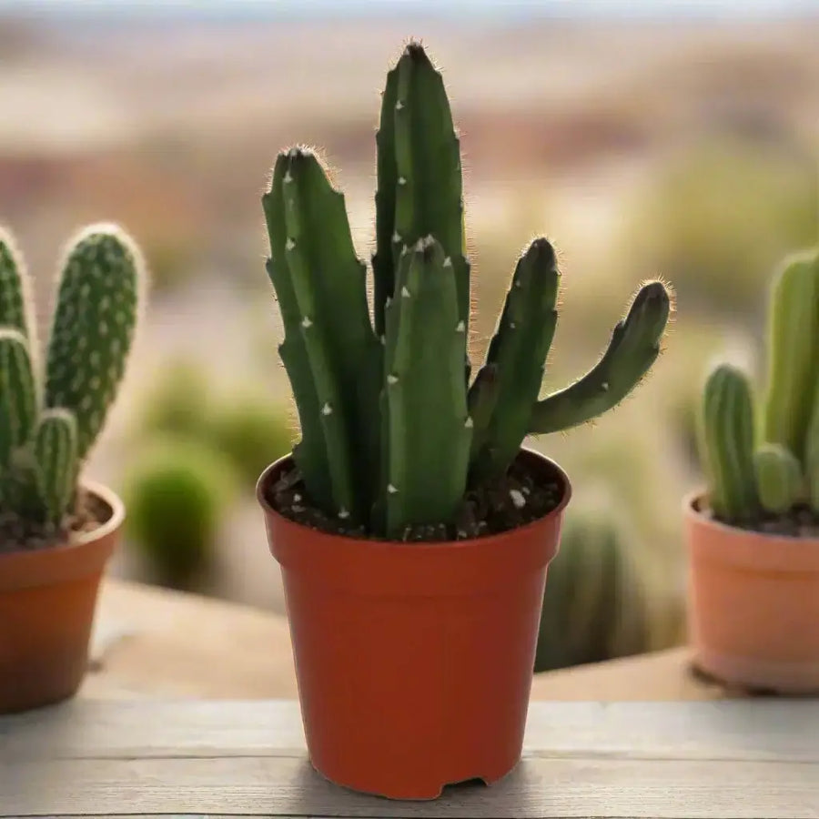 Bell Succulent (Stapelia Leendertziae) Small Live Plants