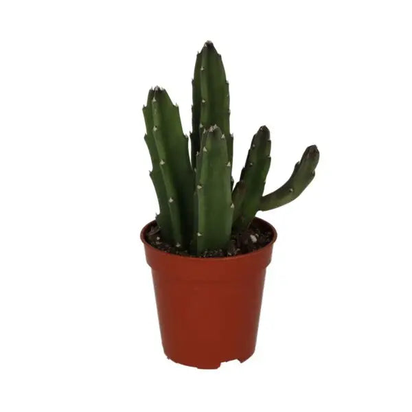 Bell Succulent (Stapelia Leendertziae) Small Live Plants