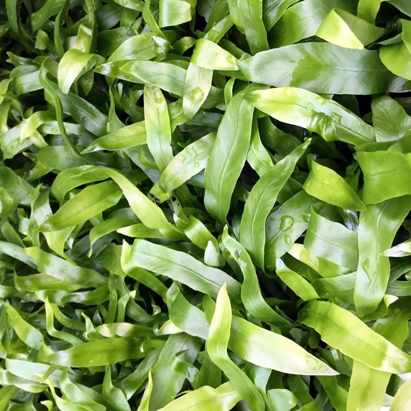Buy Bird's-nest Fern (Asplenium antiquum) online