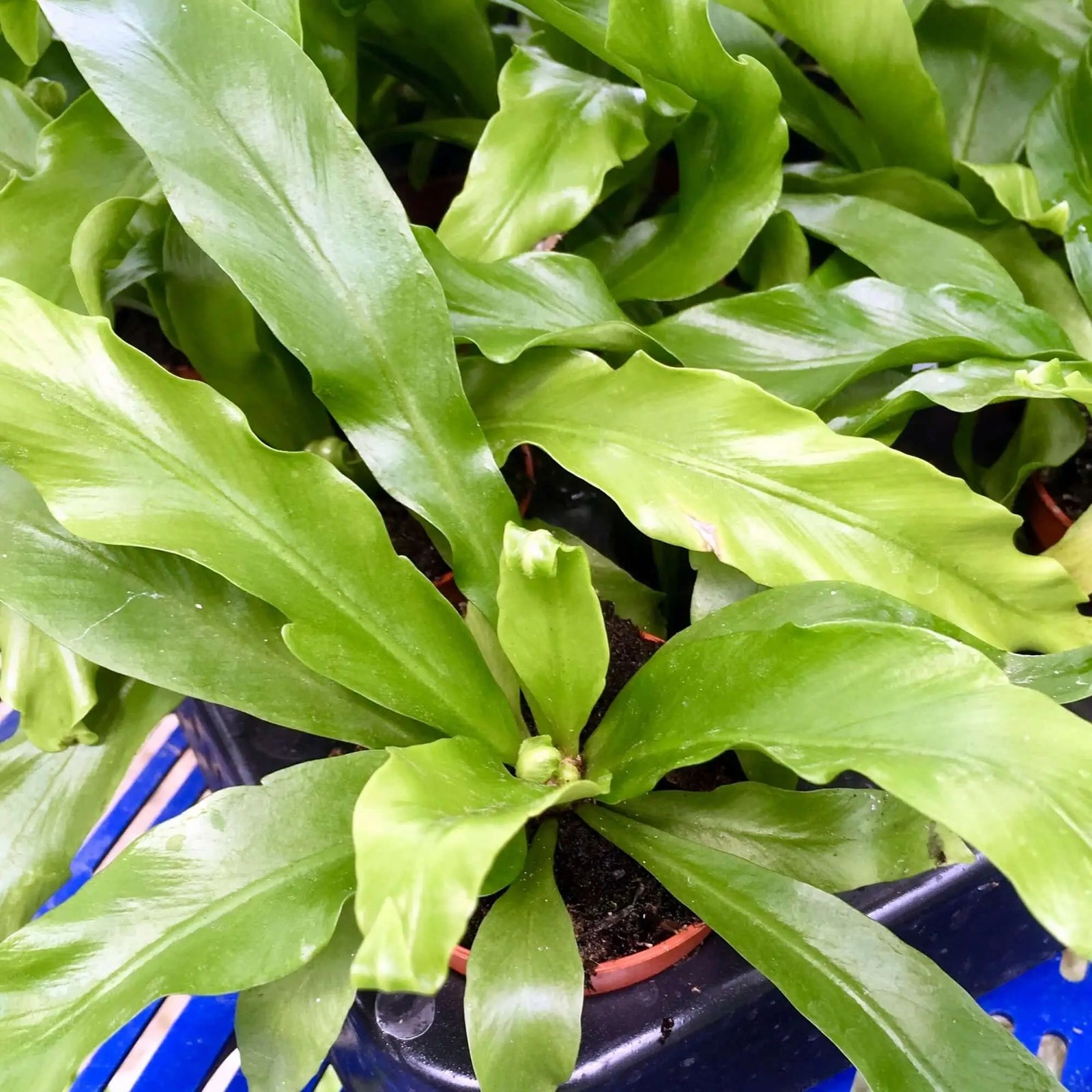 Buy Bird's Nest Fern on Lava Rock (Asplenium antiquum) online