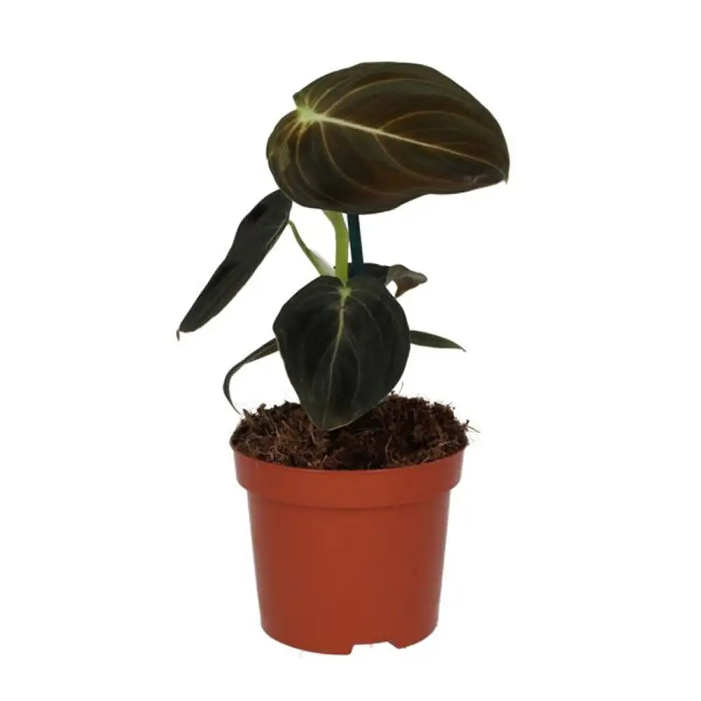 Buy Black Gold Philodendron (Philodendron melanochrysum) online
