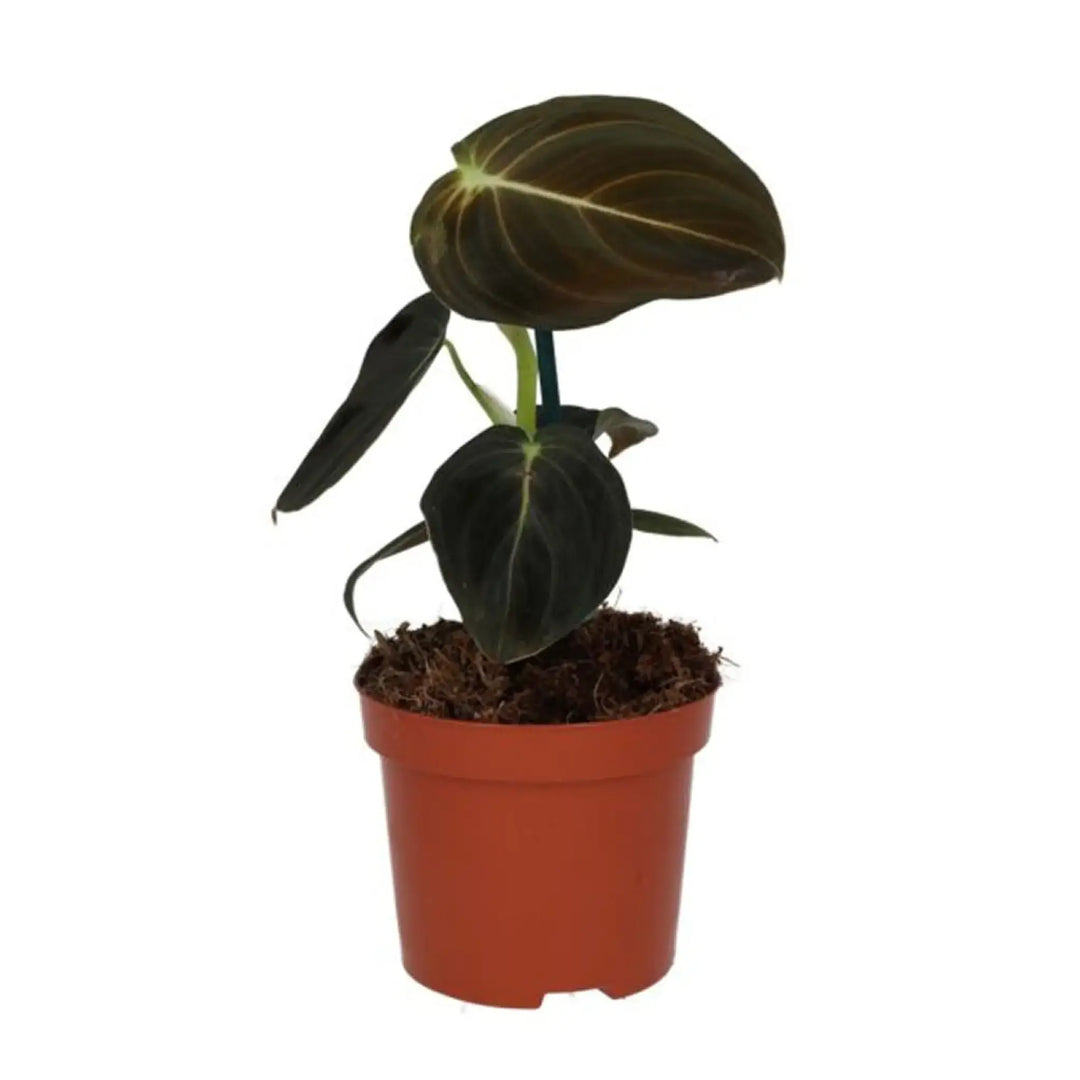 Black Gold Philodendron (Philodendron Melanochrysum) Medium Live Plants