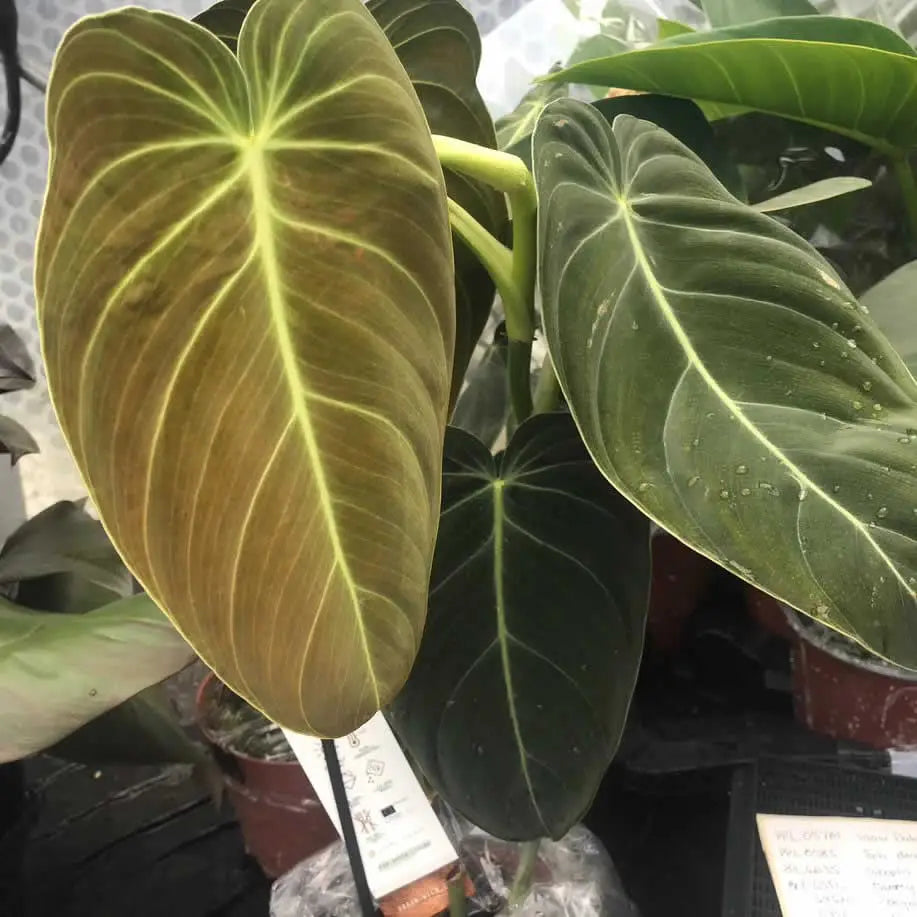 Buy Black Gold Philodendron (Philodendron melanochrysum) online