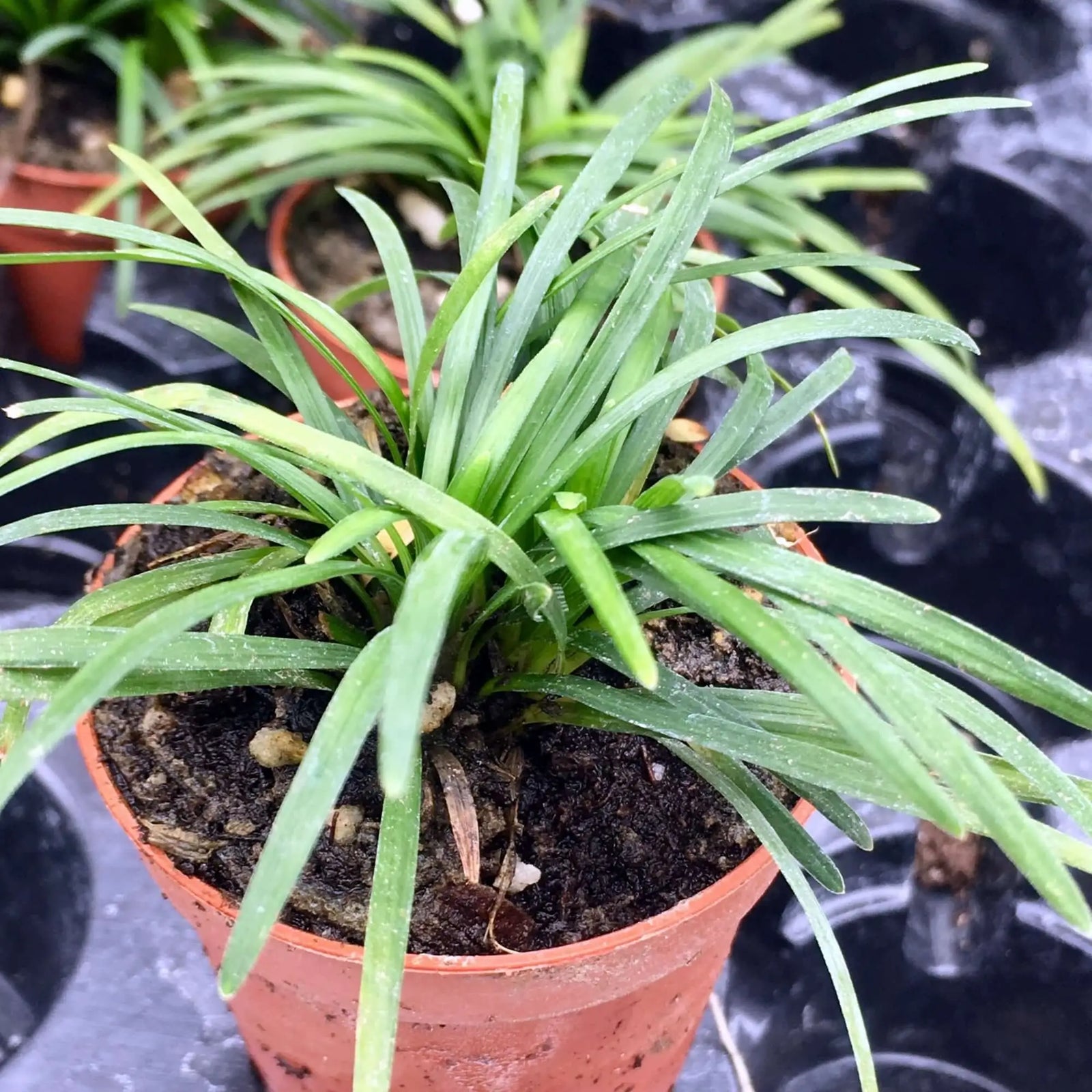Buy Black Mondo Grass (Ophiopogon planiscapus) online