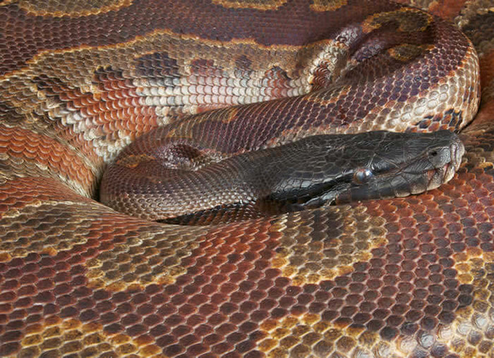 Blood Python Setup