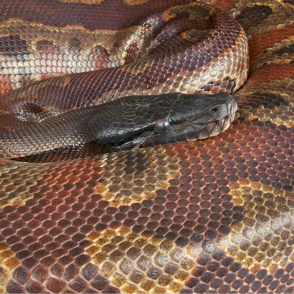 Buy Blood Python Setup online