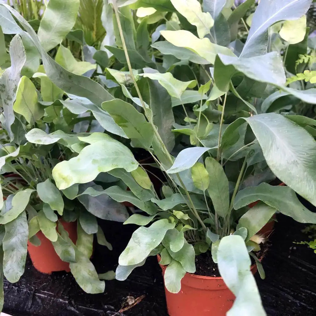 Buy Blue star fern (Phlebodium aureum) online