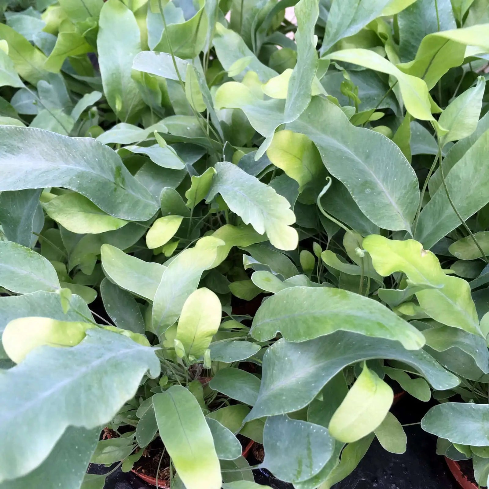 Buy Blue Star Fern (Phlebodium aureum polypodium) online