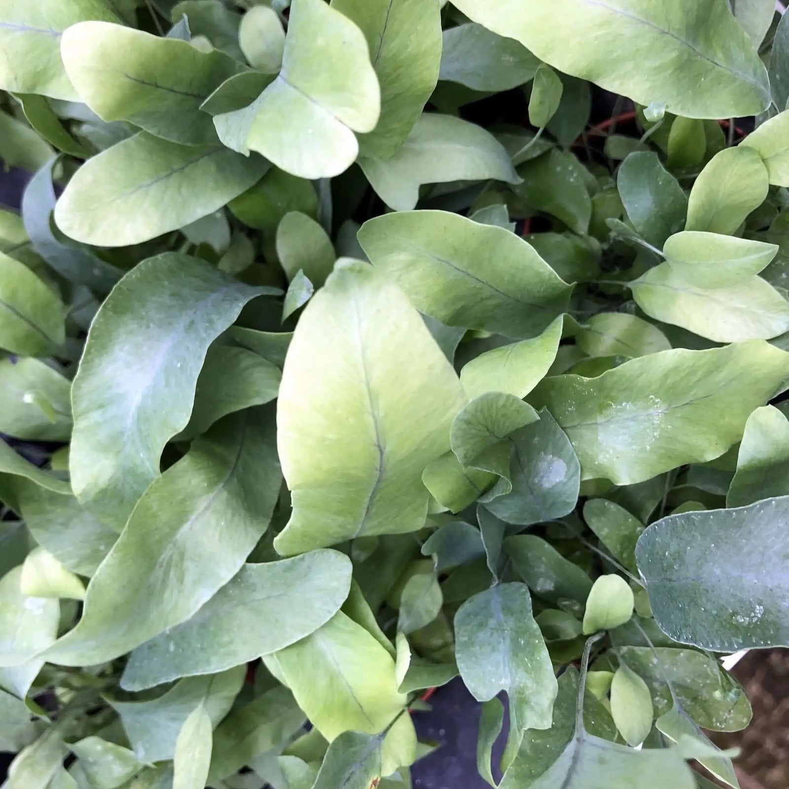 Buy Blue Star Fern (Phlebodium aureum polypodium) online