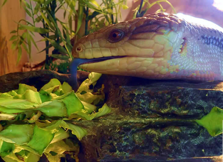 Buy Blue Tongued Skink Setup Online