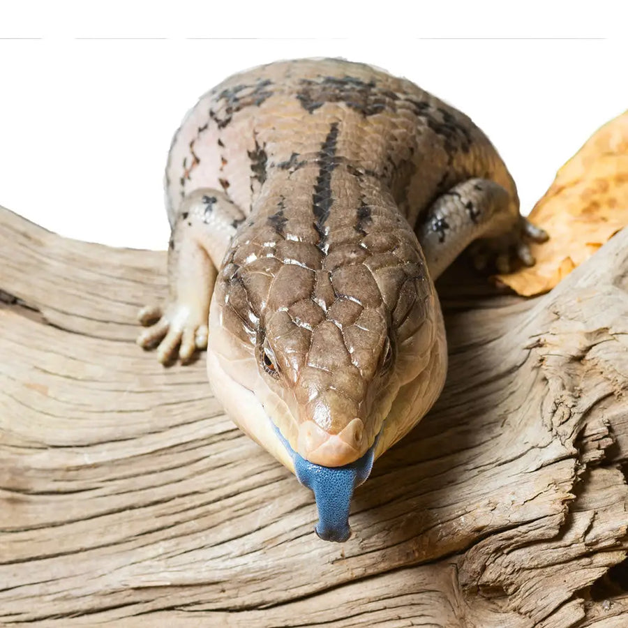 Blue Tongued Skink Setup