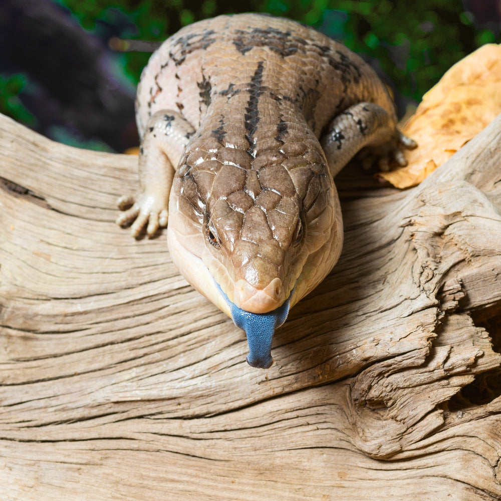Blue Tongued Skink climbing over a log with tongue extended pointing downwards