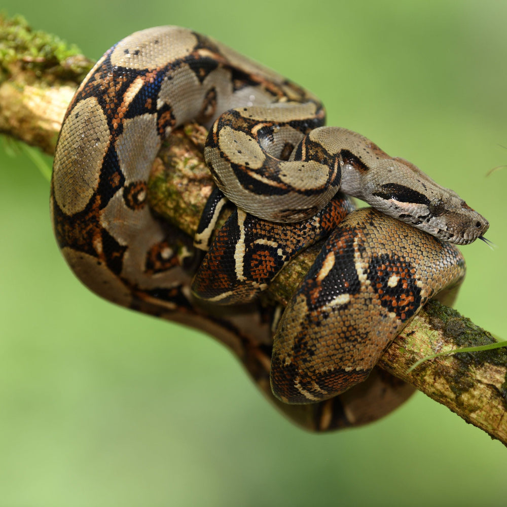 A juvenile Boa constrictor imperator coiled around a branch against a green backdrop