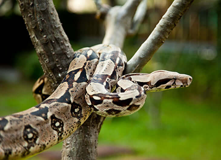 Boa Care Sheet – Reptile Centre