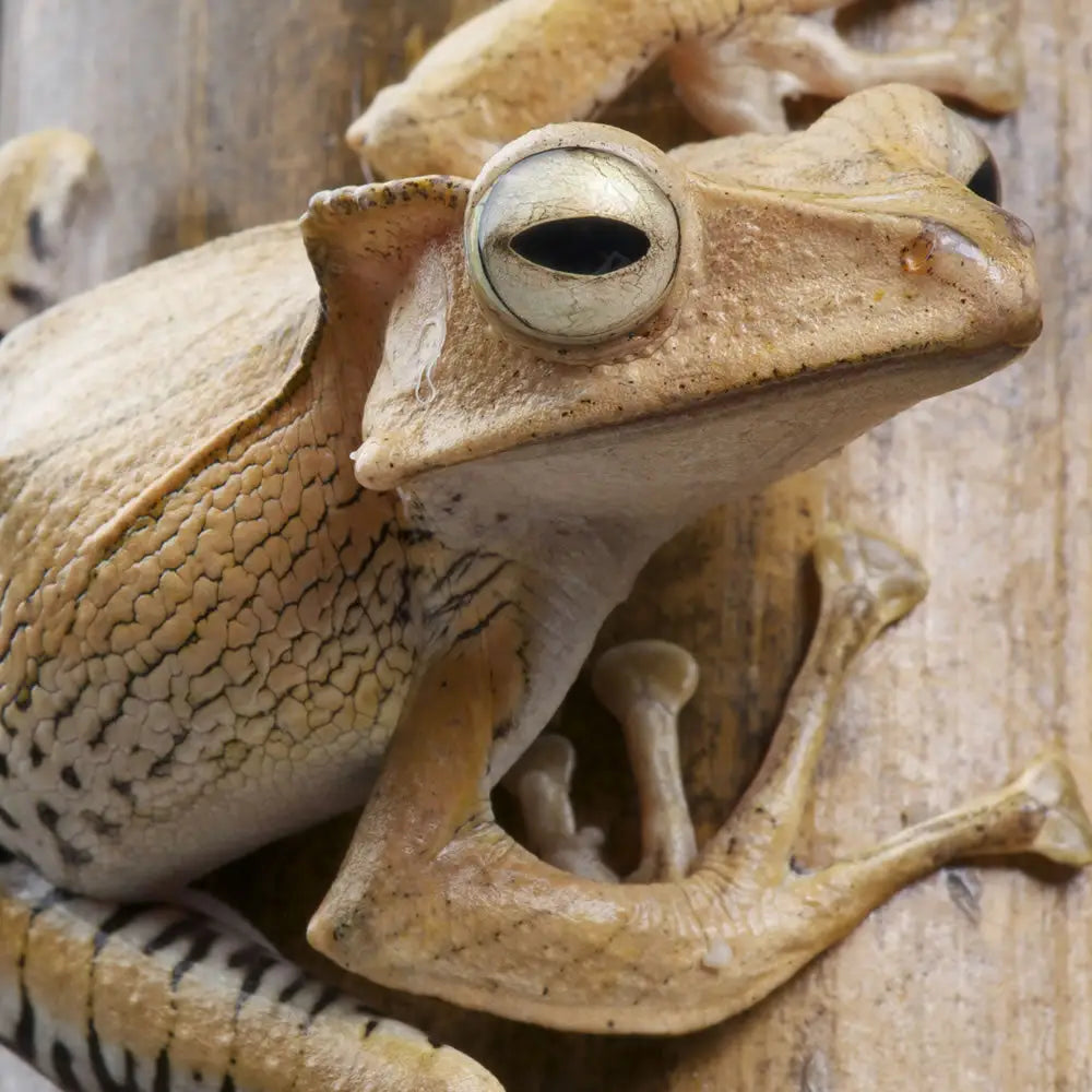 Buy Borneo Ear Frog Setup online