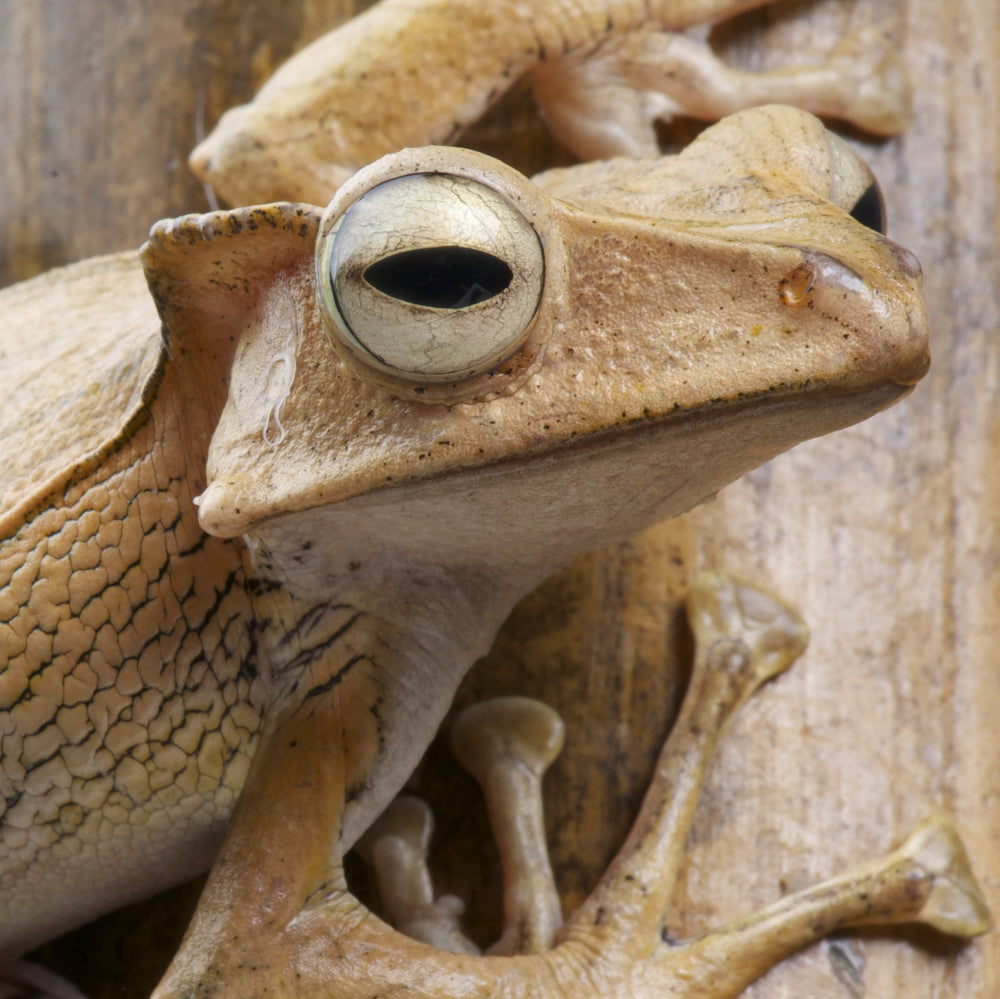 A closeup of a beige borneo ear frog on a wooden branch