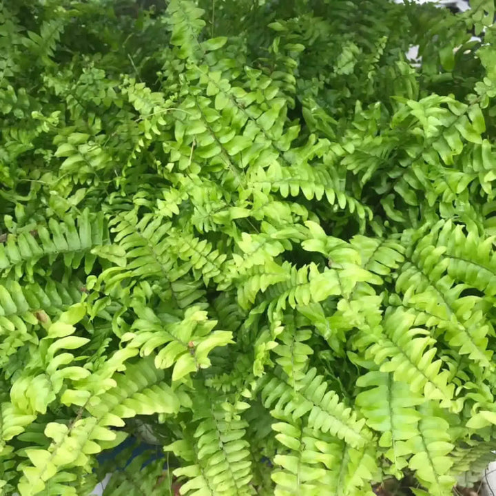 Buy Boston Fern (Nephrolepis exaltata) (PPL466L) Online at £9.49 from Reptile Centre