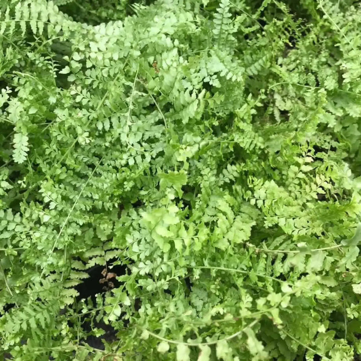 Buy Boston Fern (Nephrolepis exaltata) (PPL466M) Online at £4.74 from Reptile Centre