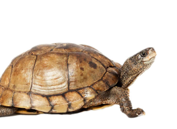 Common Box Turtle Setup