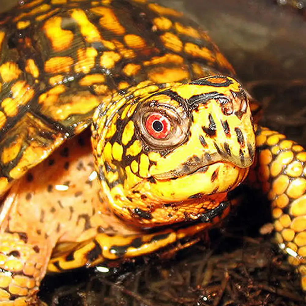 Buy Box Turtle Setup online