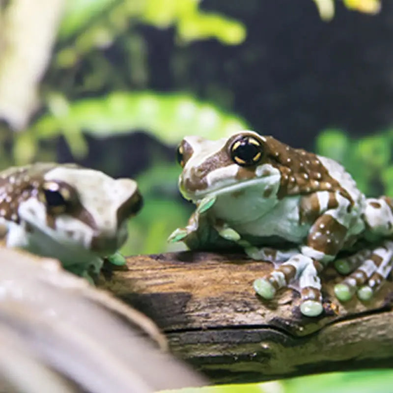 Buy Brazilian Milk Frog Setup online