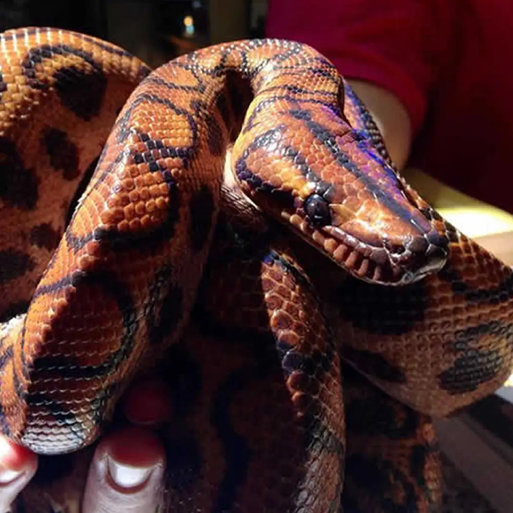 Buy Brazilian Rainbow Boa Setup online