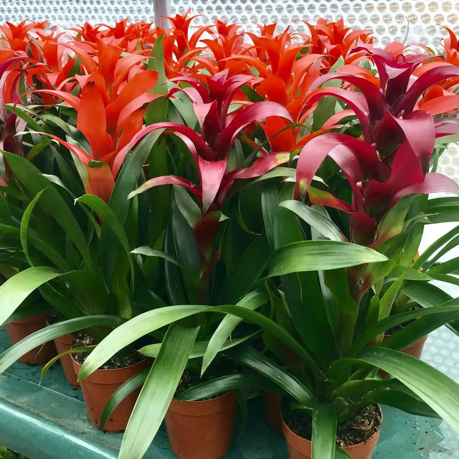 Buy Bromeliad (Guzmania sp.) - 15cm (PPL417) Online at £19.94 from Reptile Centre