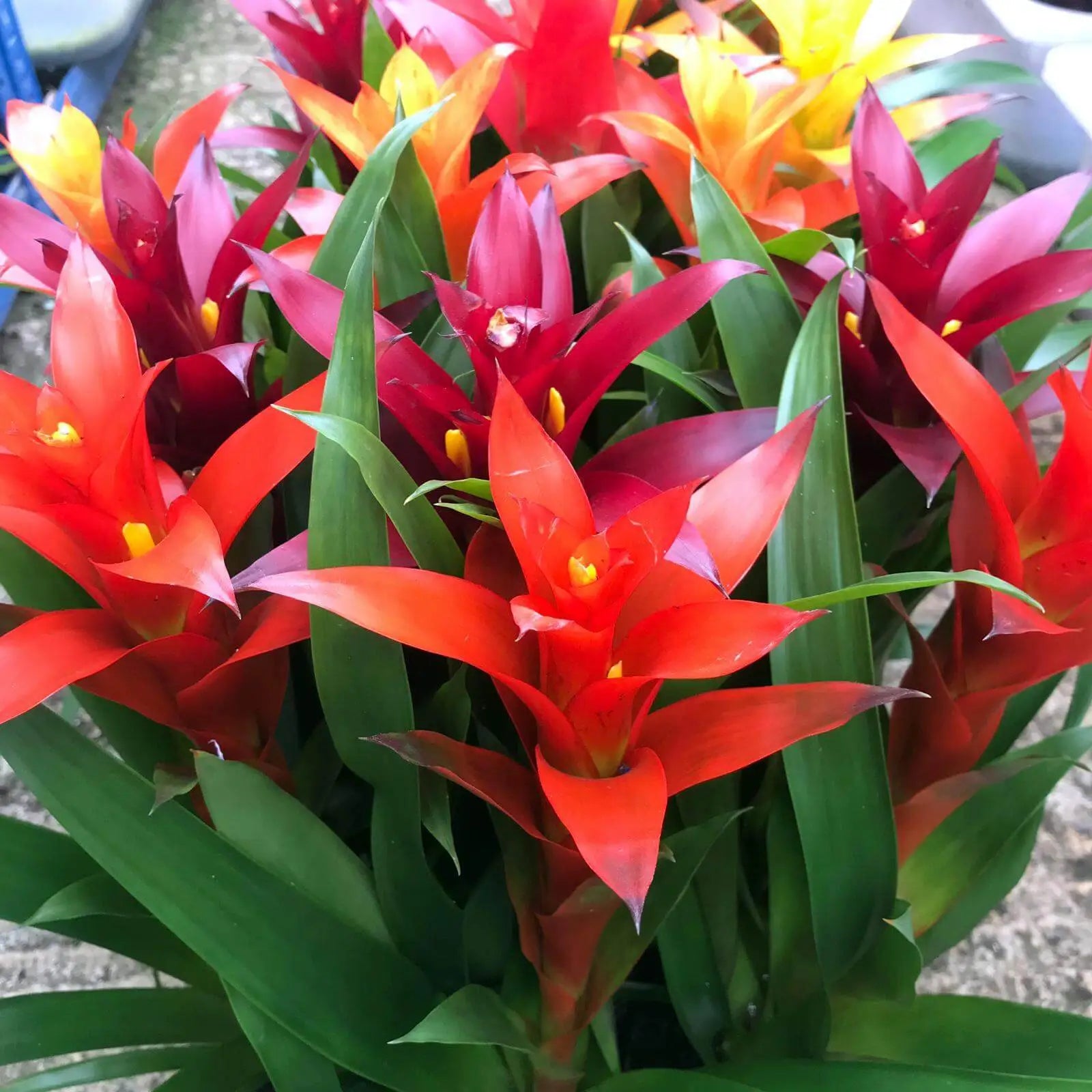 Buy Bromeliad 'mixed colours' (Guzmania sp.) online