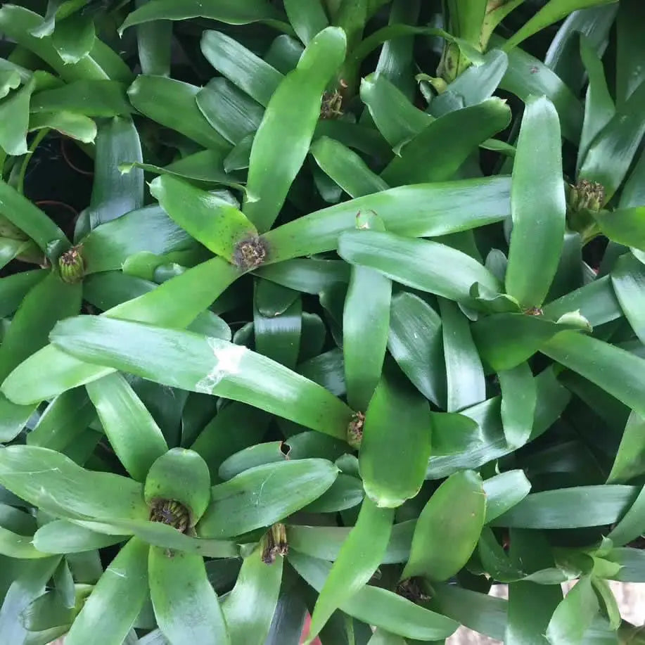 Buy Bromeliad (Neoregelia sp.) online