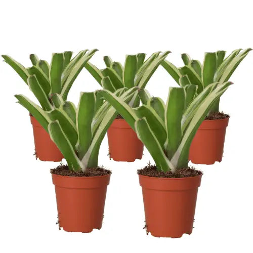 Buy Bromeliad (Nidularium 'Fireball') online