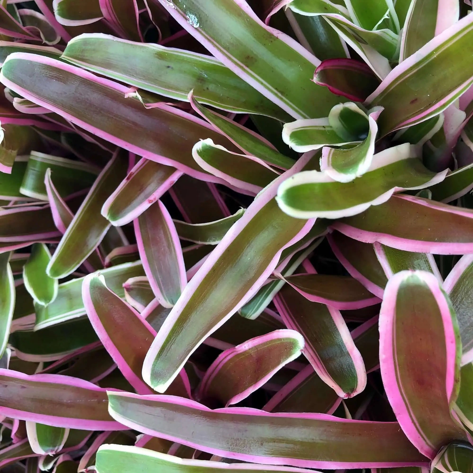 Live Plants