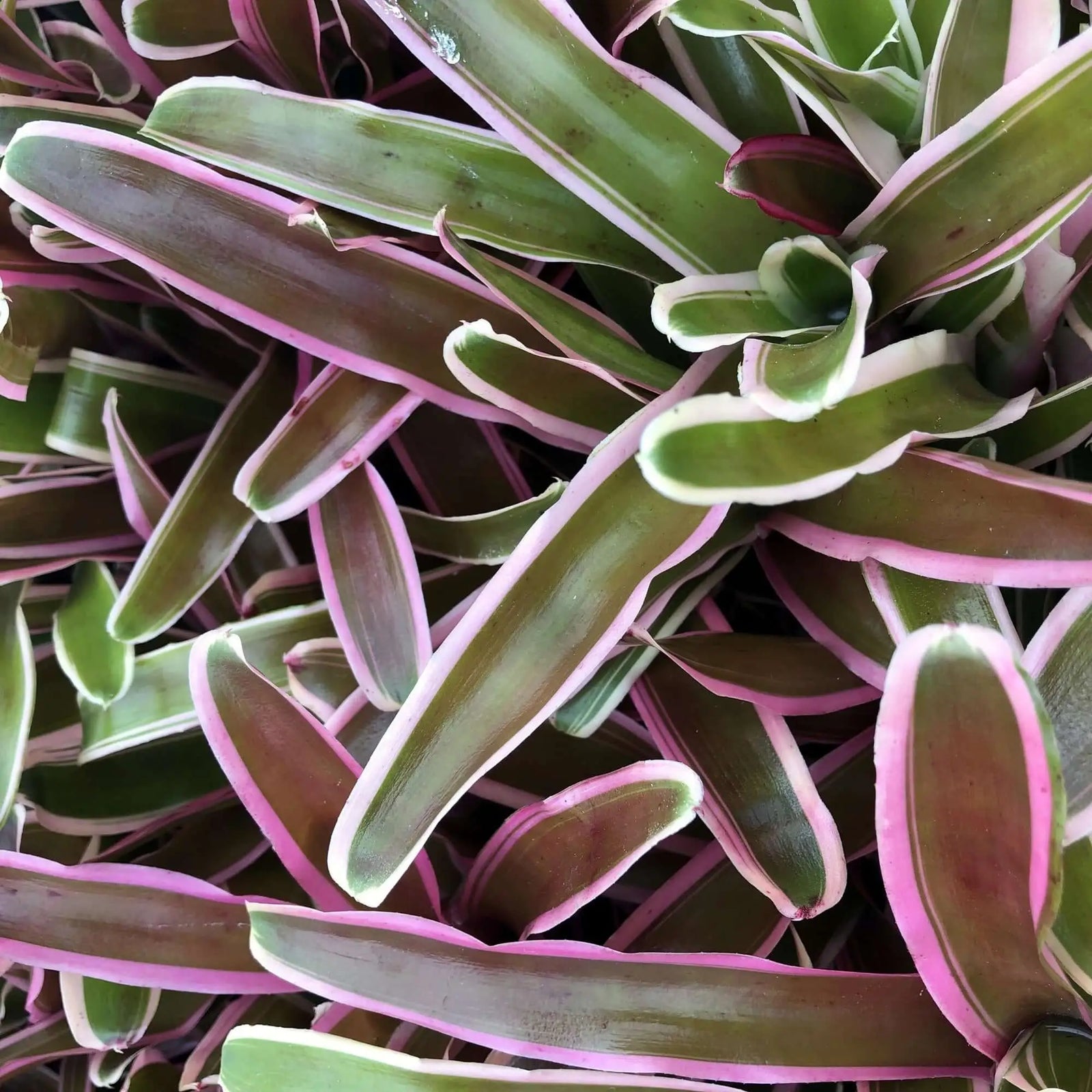 Buy Bromeliad (Nidularium sp.) online
