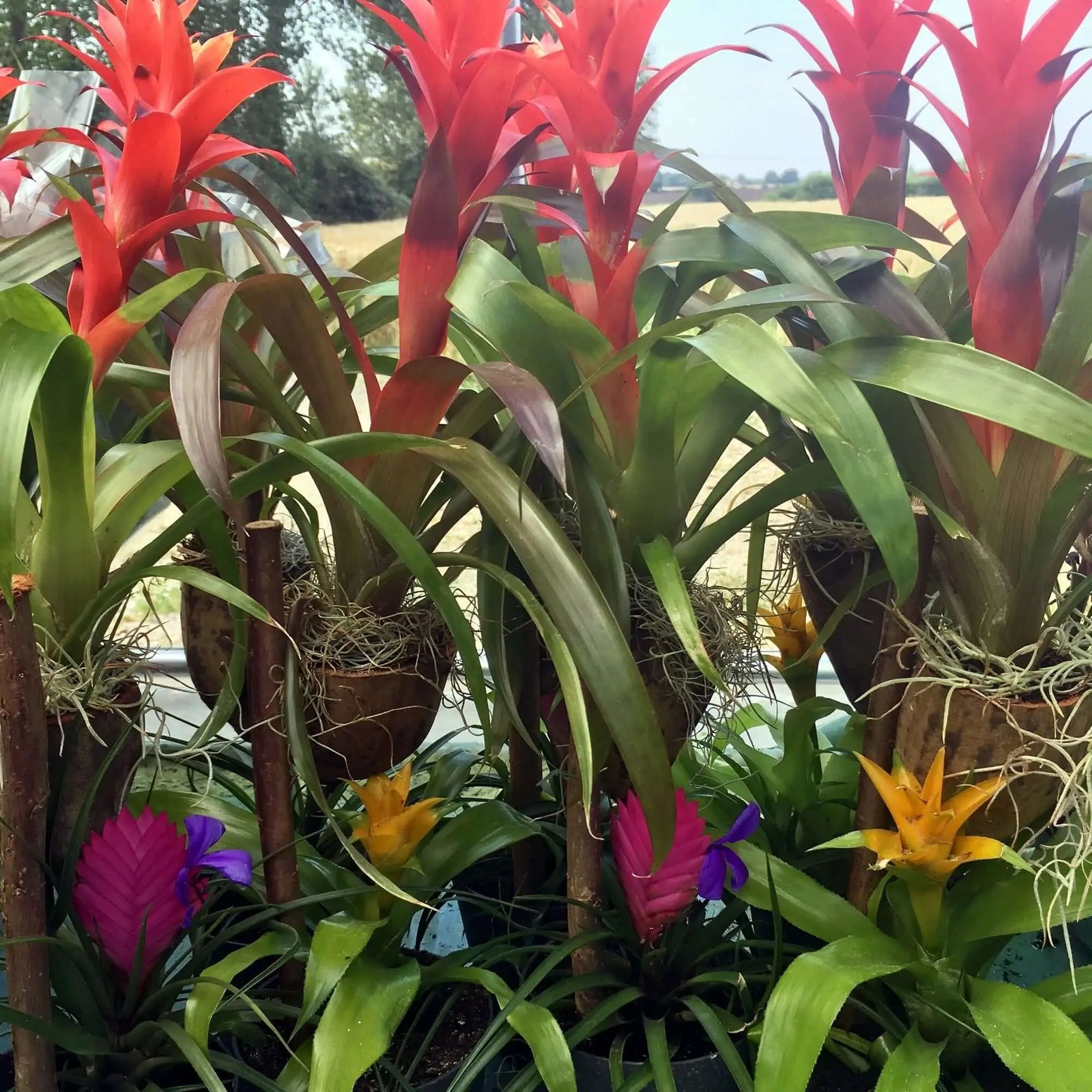 Buy Bromeliad - Our Choice online