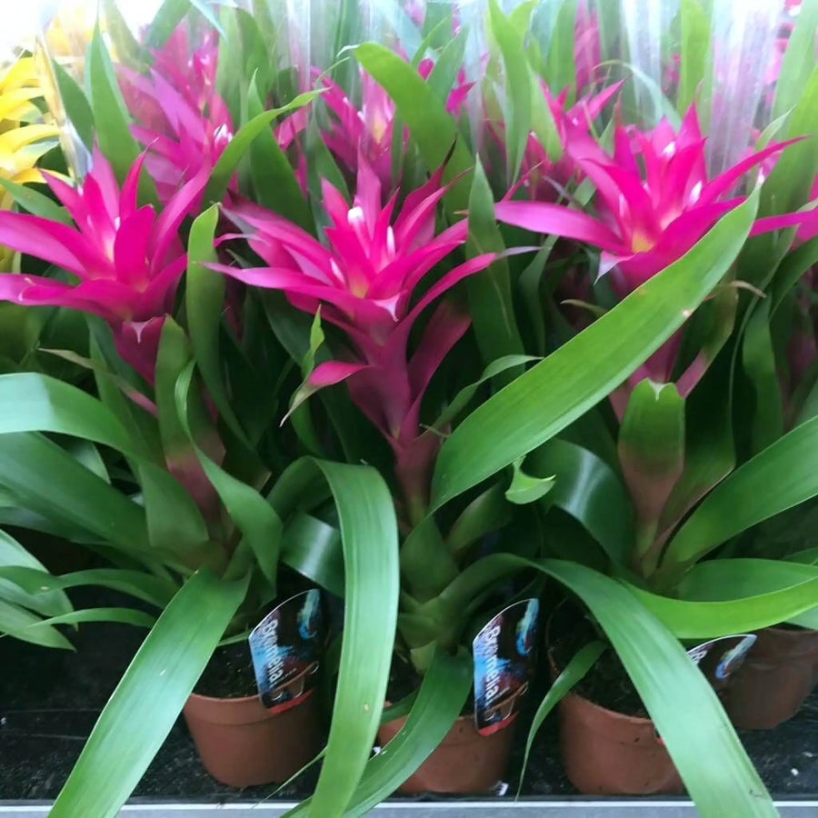 Buy Bromeliad 'Pink' (Guzmania sp.) (PPL288) Online at £15.19 from Reptile Centre