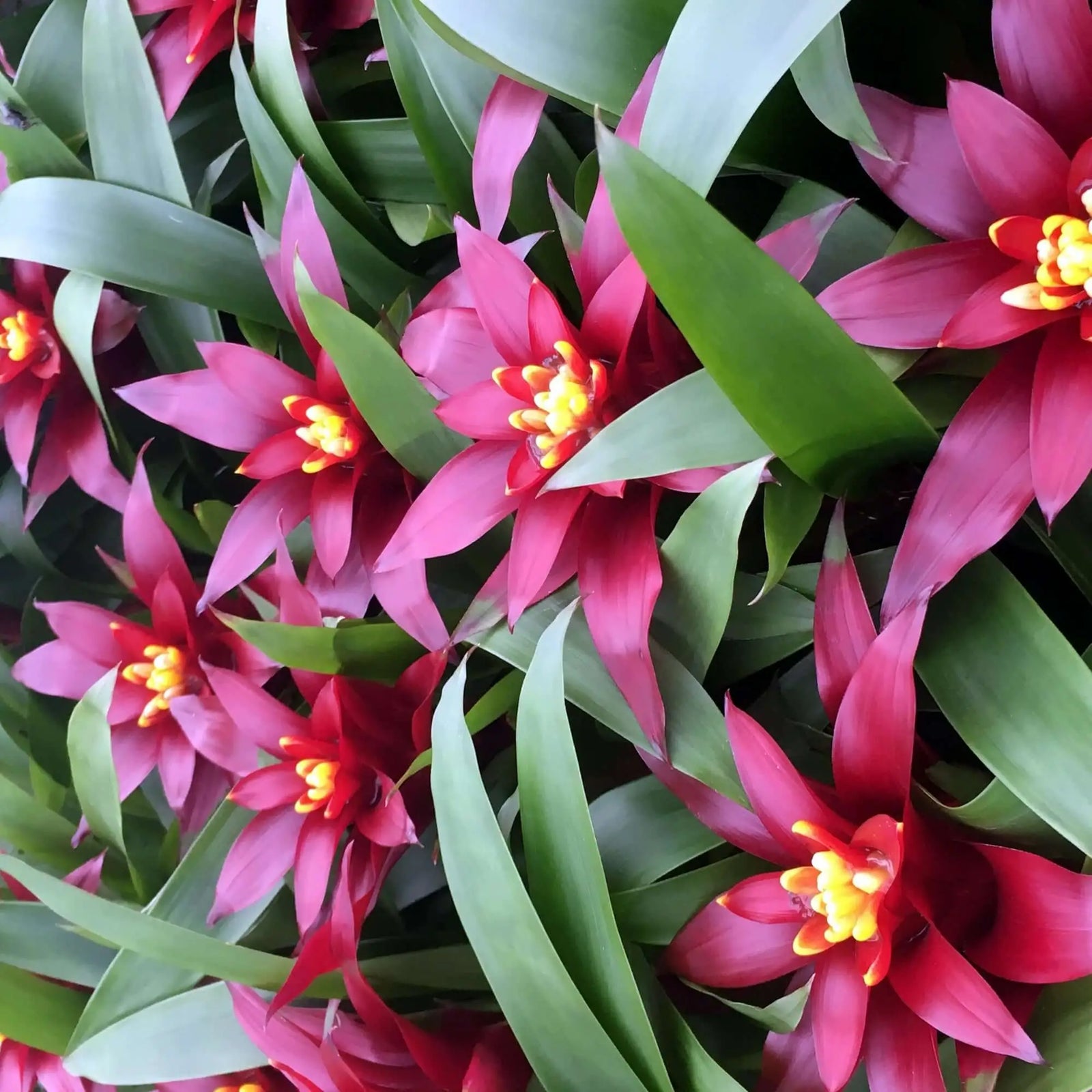 Buy Bromeliad 'Purple' (Guzmania sp.) online