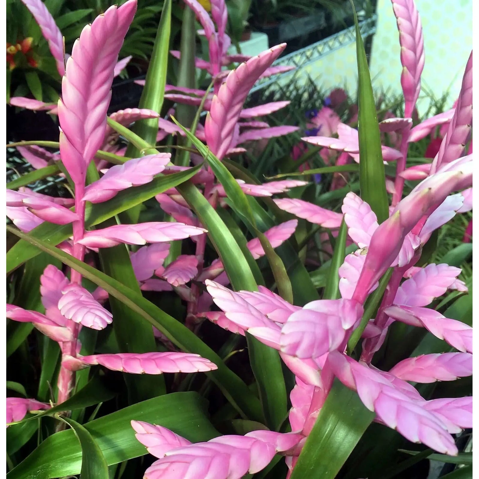 Buy Bromeliad (Tillandsia cyanea) online