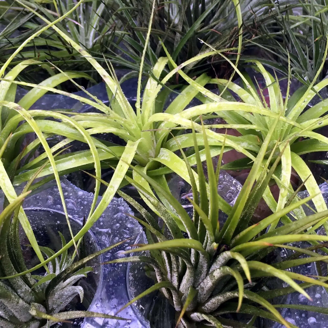 Buy Bromeliad (Tillandsia sp.) - No Pot (PPL429) Online at £5.69 from Reptile Centre