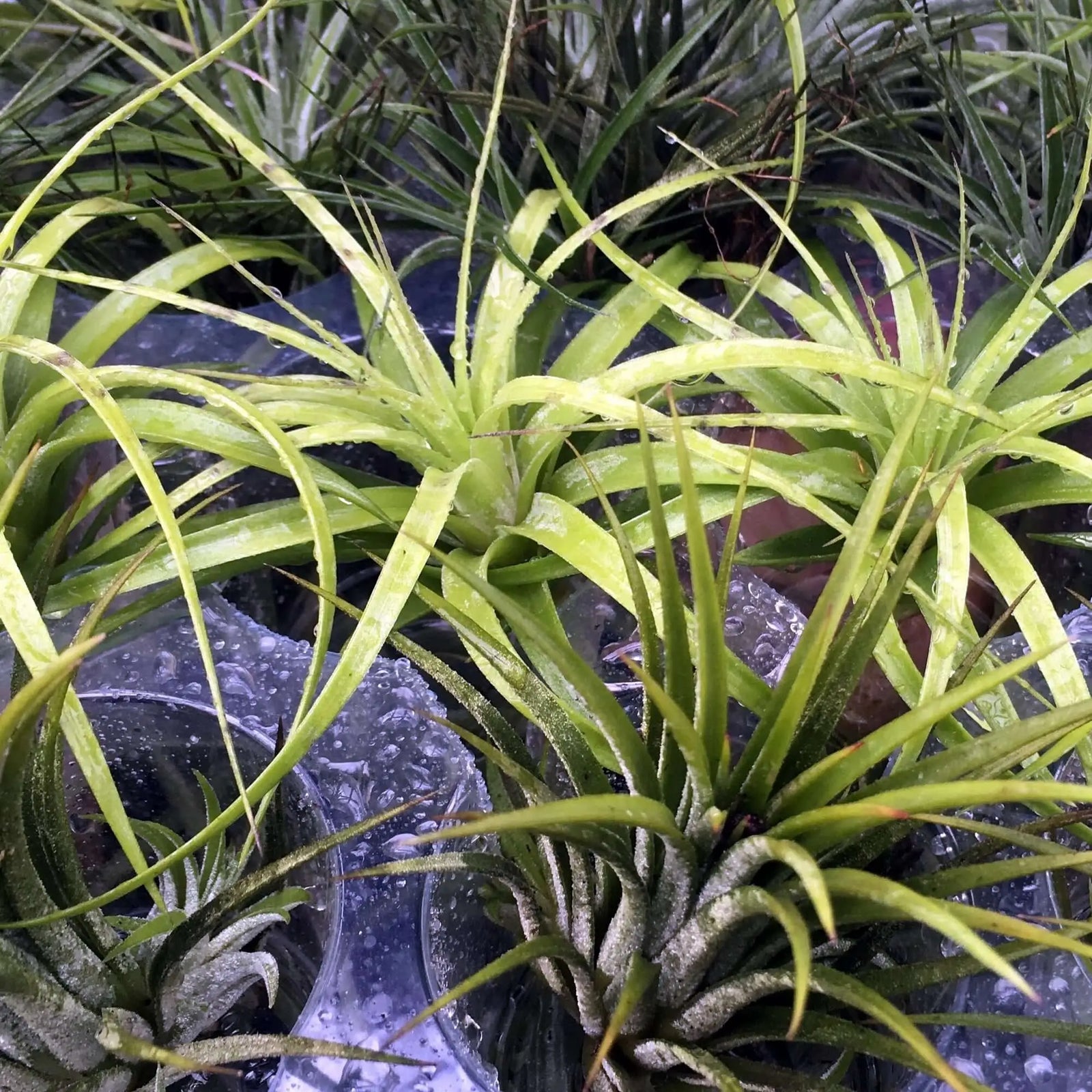 Buy Bromeliad (Tillandsia sp.) - No Pot online