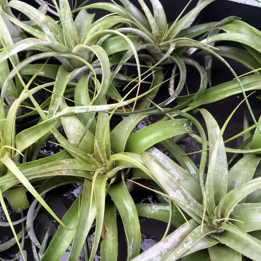 Buy Bromeliad (Tillandsia xerographica) - No Pot (PPL430) Online at £14.24 from Reptile Centre