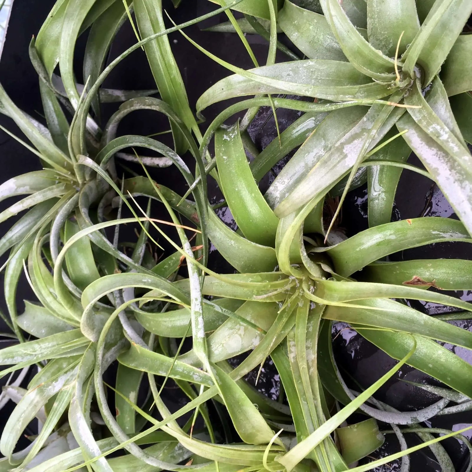 Buy Bromeliad (Tillandsia xerographica) - No Pot online