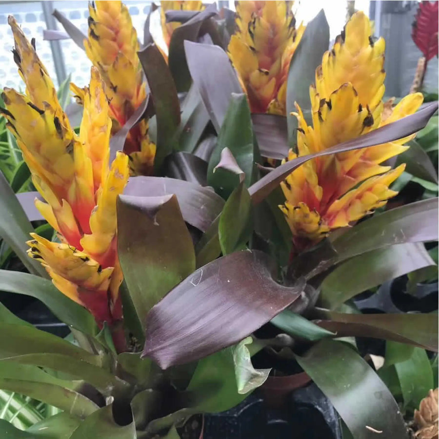 Buy Bromeliad (Vriesea 'Intenso Yellow') (PPL269L) Online at £9.49 from Reptile Centre