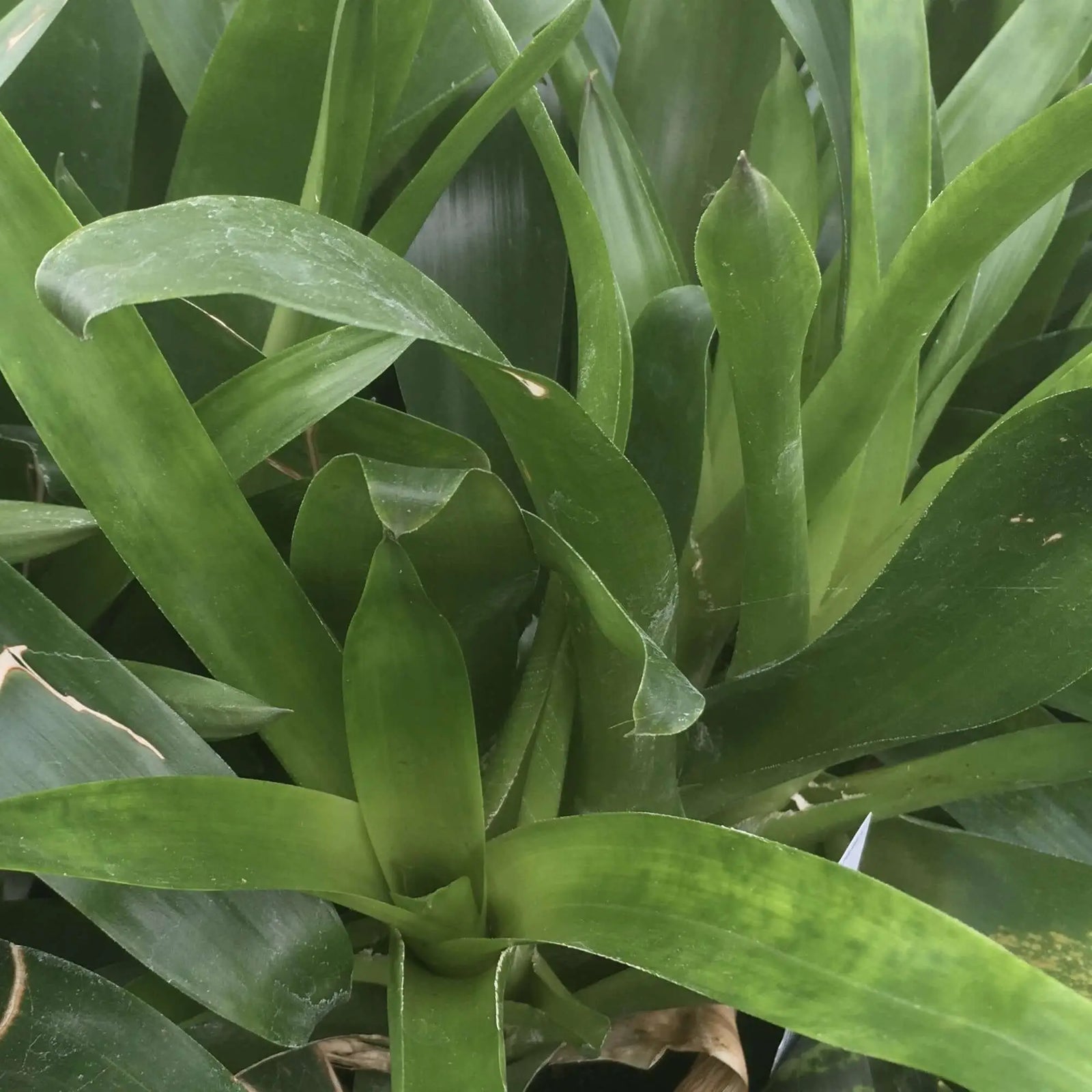Buy Bromeliad (Vriesea sp.) online