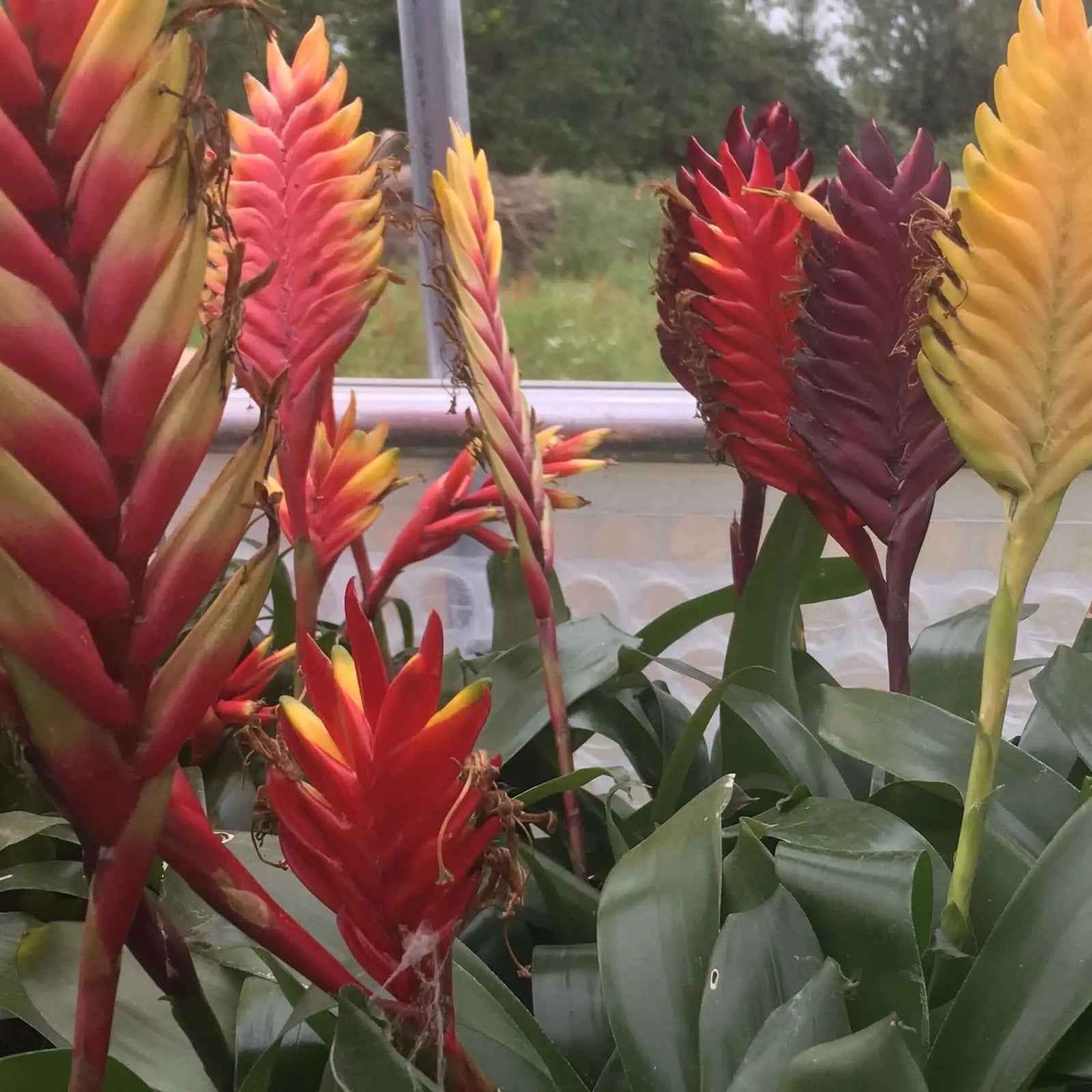 Buy Bromeliad (Vriesea sp.) online