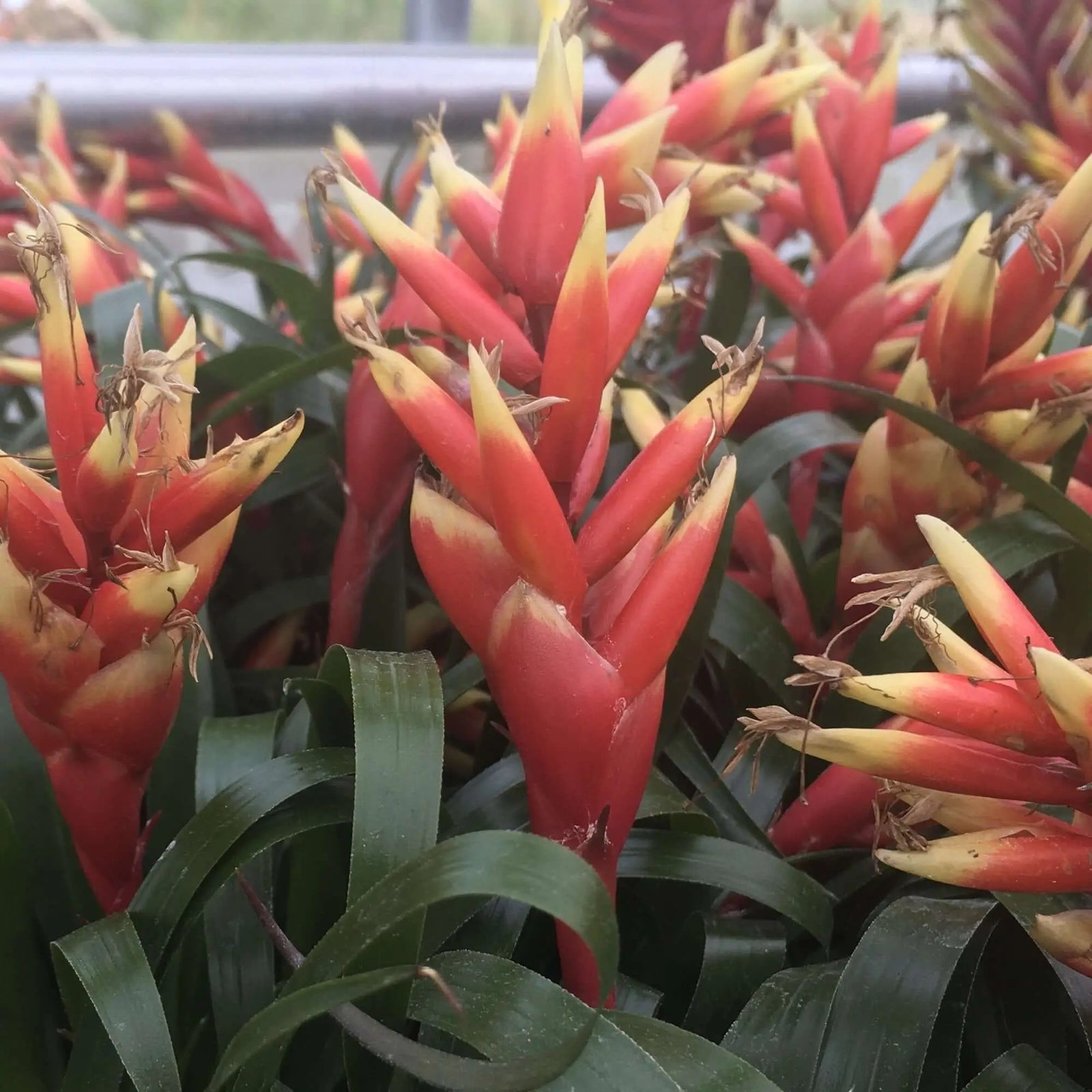 Buy Bromeliad Vriesea sp. With Flowers online