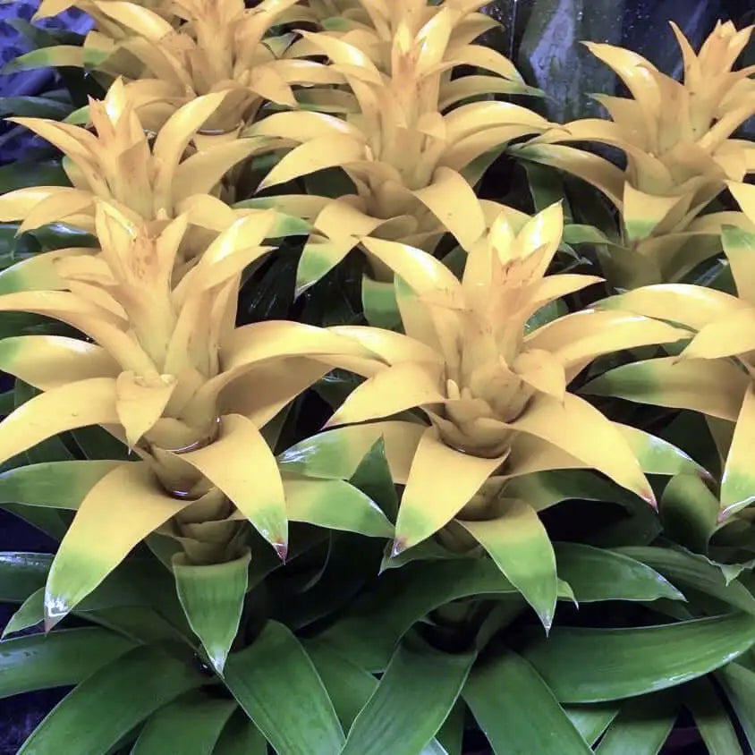 Buy Bromeliad 'Yellow' (Guzmania sp.) online