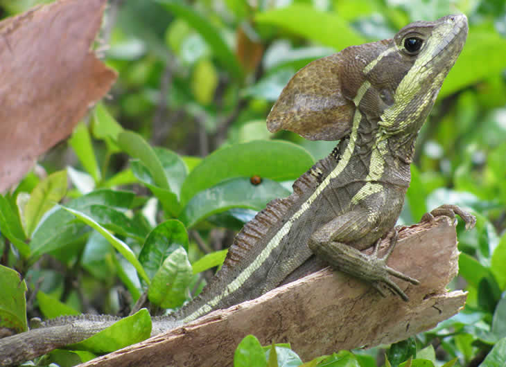 Basilisk Types Common Basilisk Care: Diet & Habitat Guide - Reptile Centre