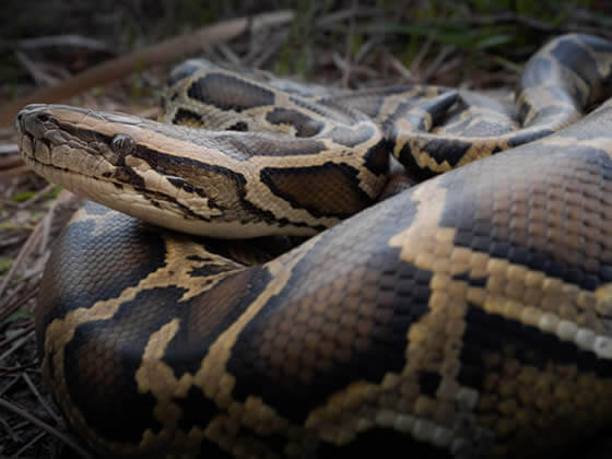 Burmese Python Setup