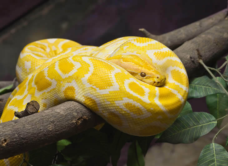 What Do Burmese Pythons Eat In Captivity