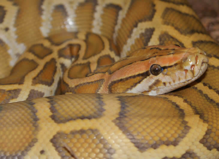 Buy Burmese Python Setup Online