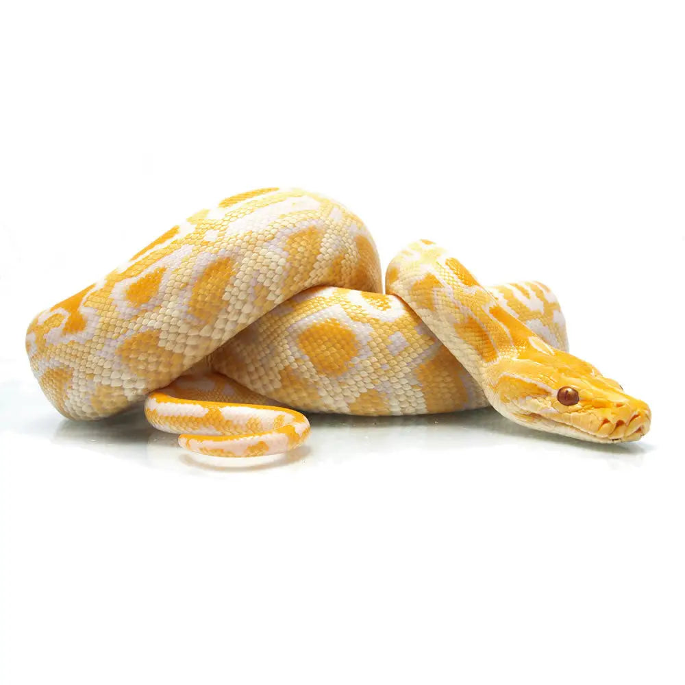 Buy Burmese Python Setup online